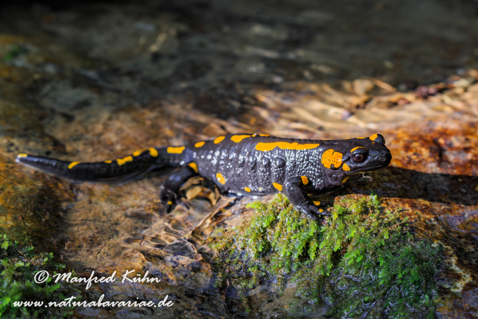 Feuersalamander ()_0030