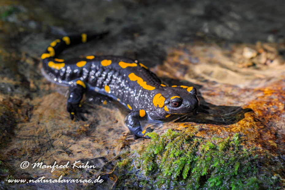 Feuersalamander ()_0032