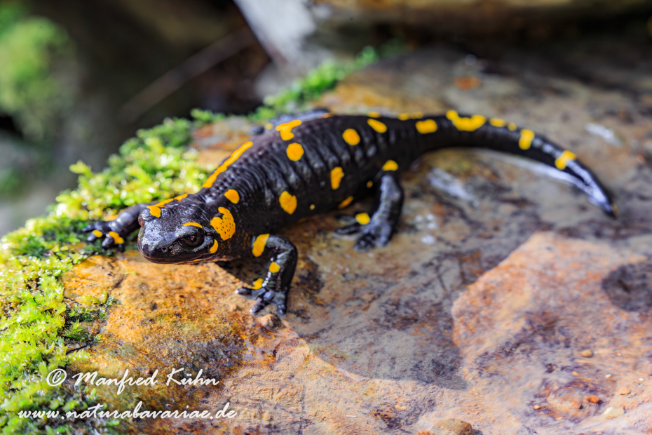Feuersalamander ()_0033