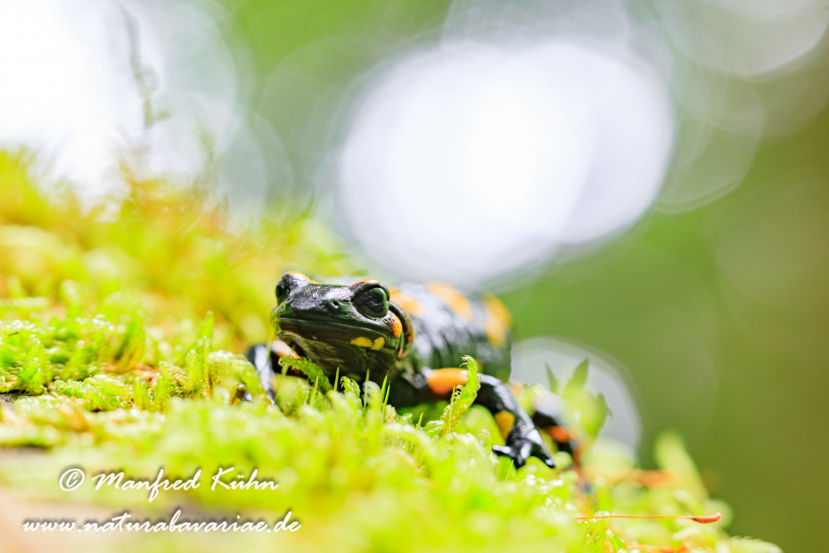 Feuersalamander ()_0043