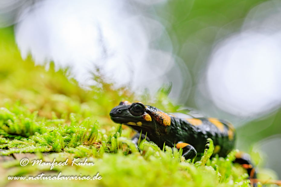 Feuersalamander ()_0045