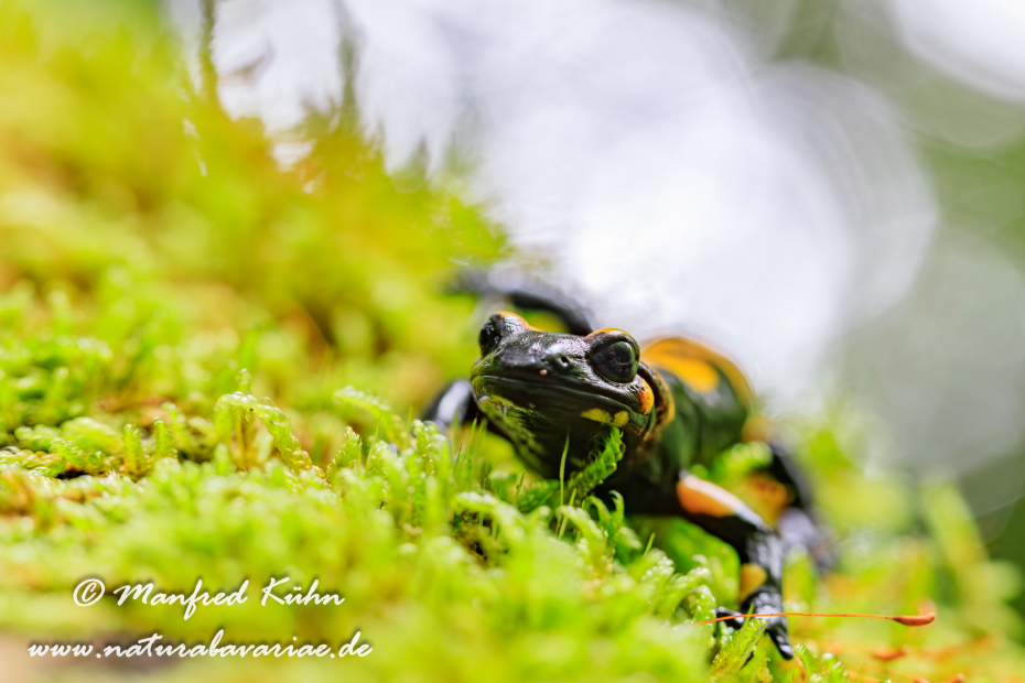 Feuersalamander ()_0046