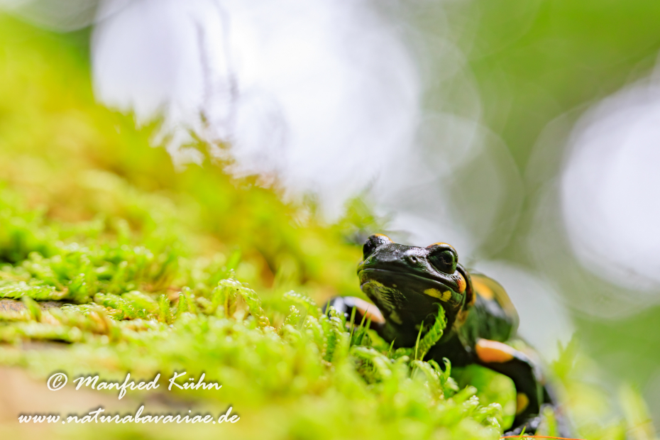 Feuersalamander ()_0050