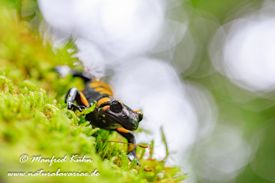 Feuersalamander ()_0052