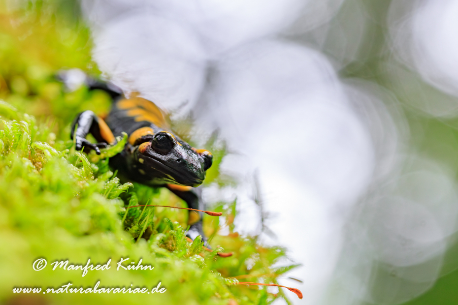 Feuersalamander ()_0053
