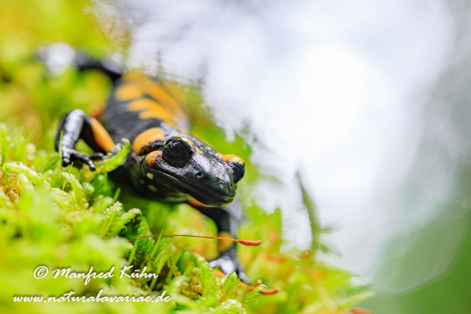 Feuersalamander ()_0055