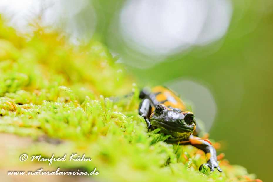 Feuersalamander ()_0057