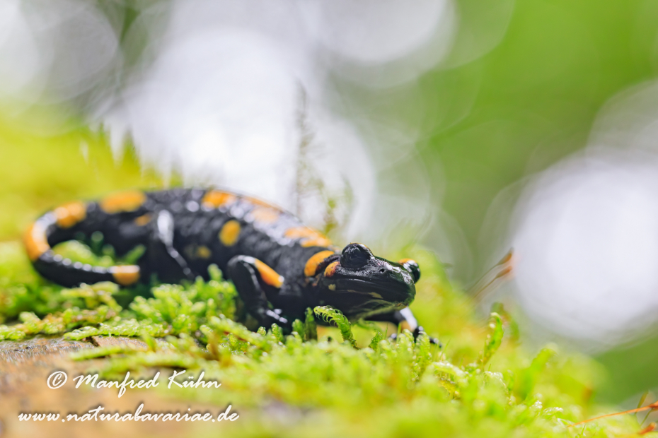 Feuersalamander ()_0059