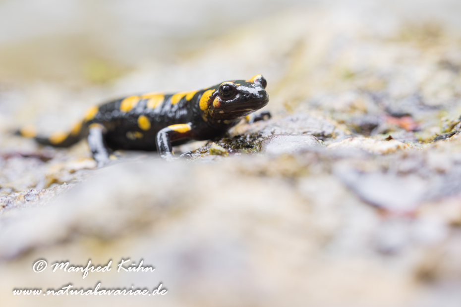 Feuersalamander ()_0067