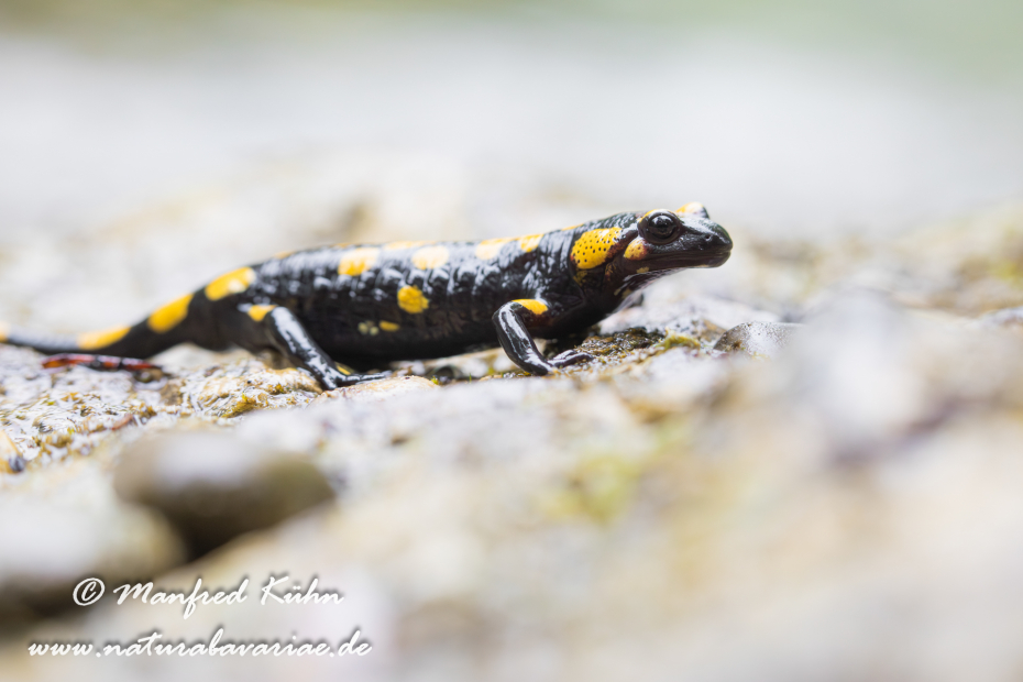 Feuersalamander ()_0070