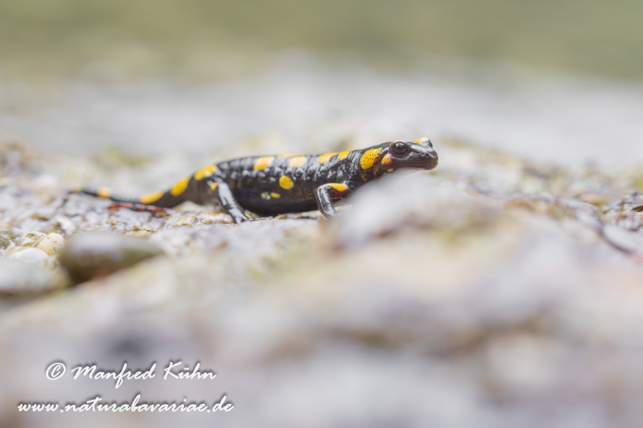 Feuersalamander ()_0071