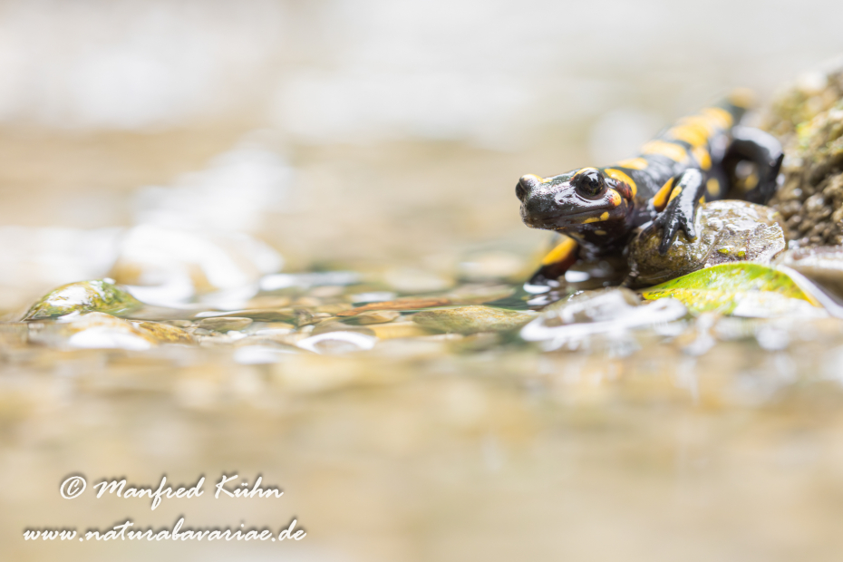 Feuersalamander ()_0075