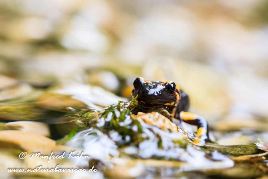 Feuersalamander ()_0097