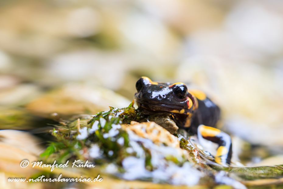 Feuersalamander ()_0099