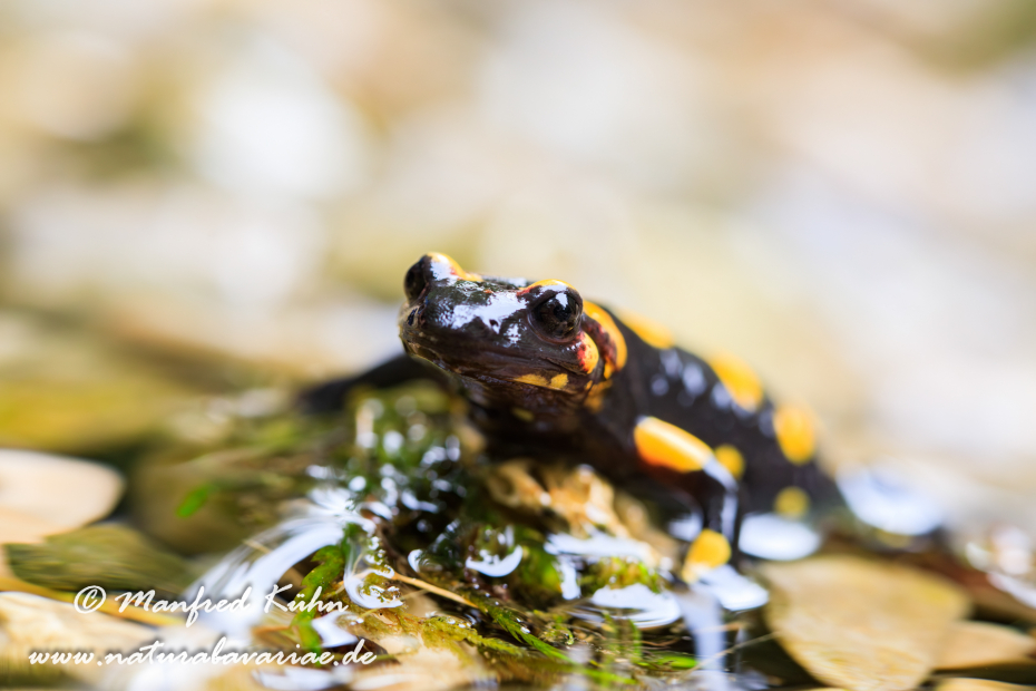 Feuersalamander ()_0101