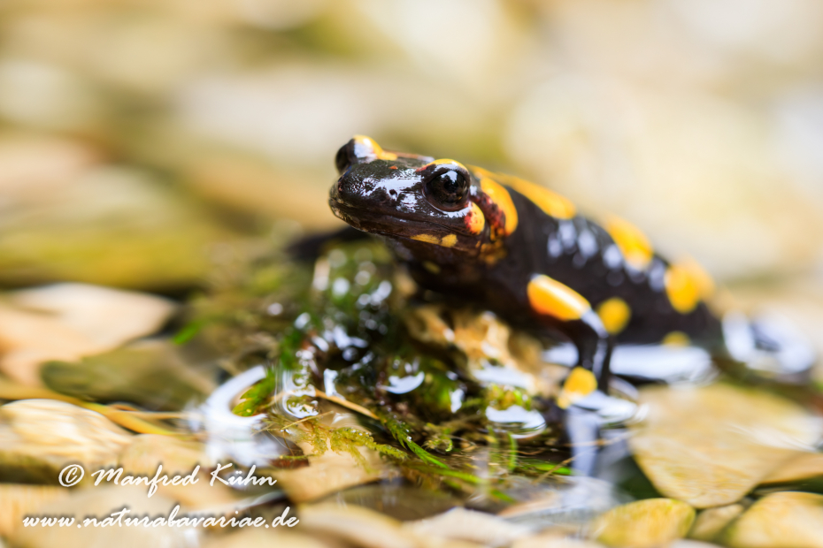 Feuersalamander ()_0105