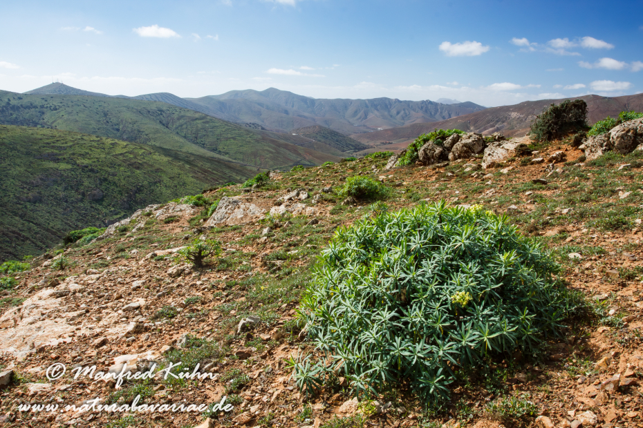 Fuerteventura (Spanien)_0007