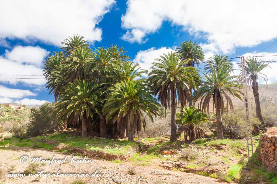 Fuerteventura (Spanien)_0038