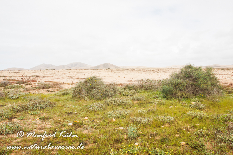Fuerteventura (Spanien)_0050