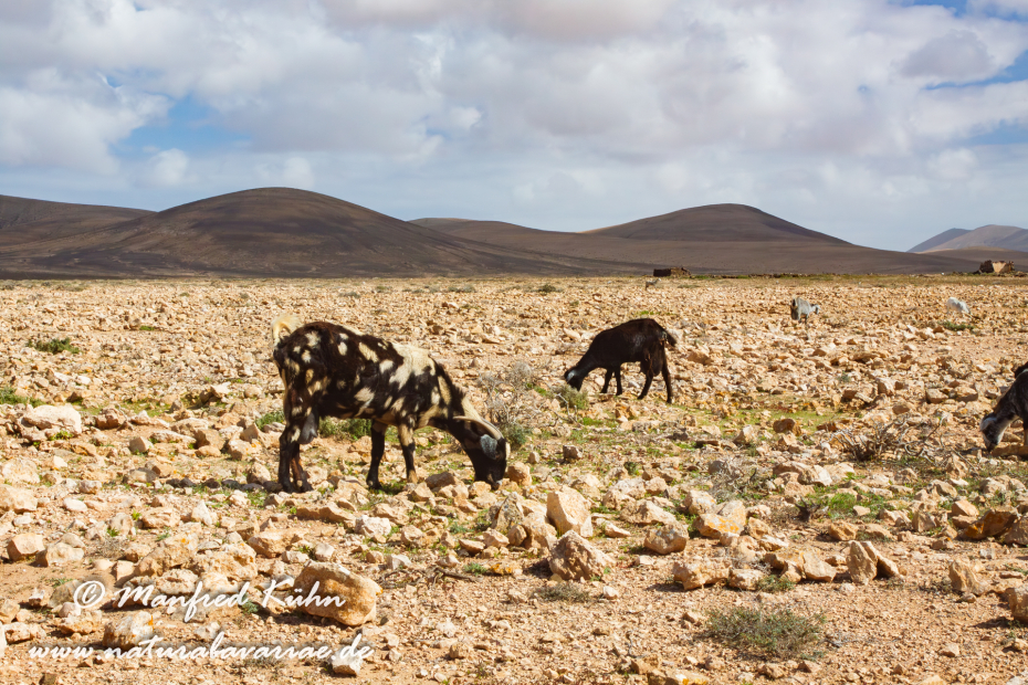 Fuerteventura (Spanien)_0053