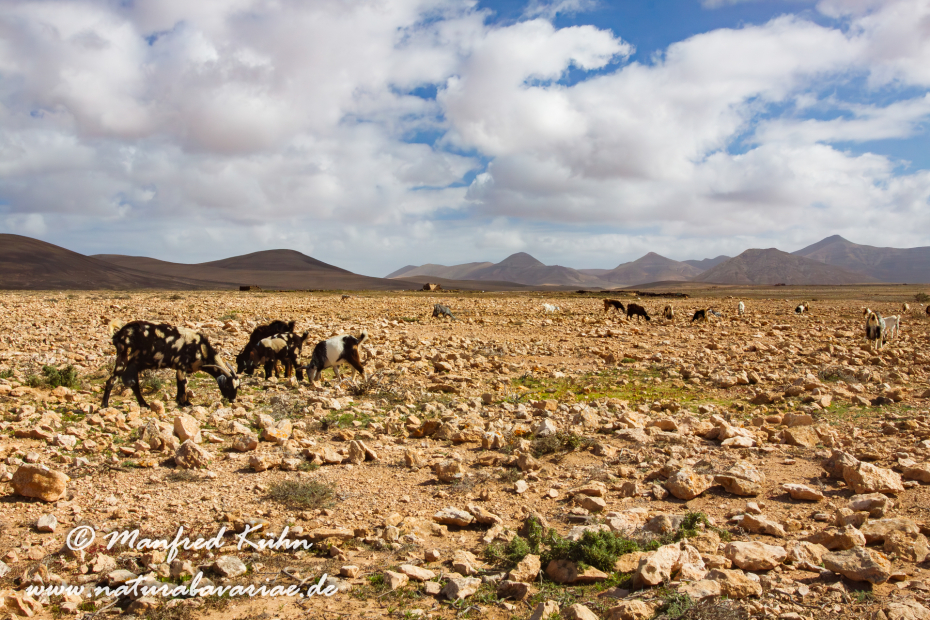Fuerteventura (Spanien)_0054