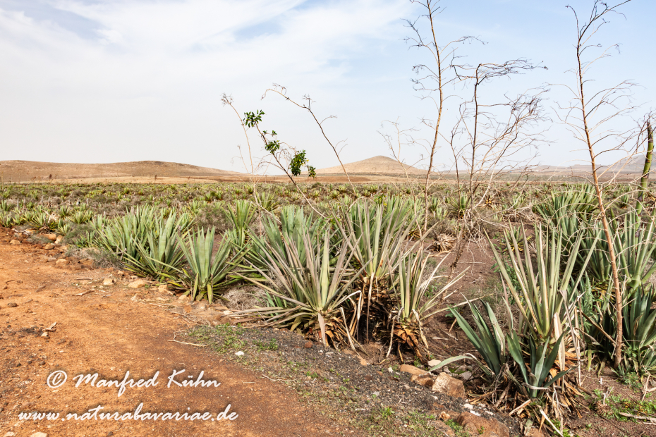 Fuerteventura (Spanien)_0060