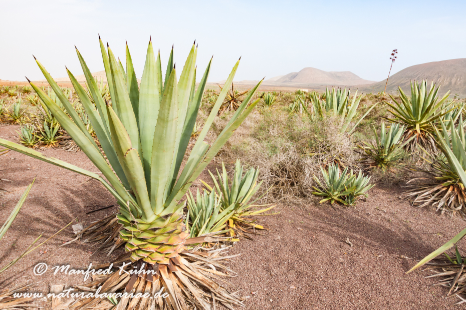 Fuerteventura (Spanien)_0062
