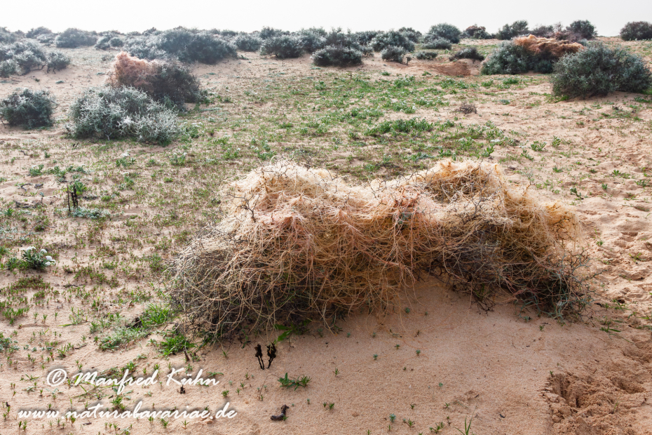 Fuerteventura (Spanien)_0066