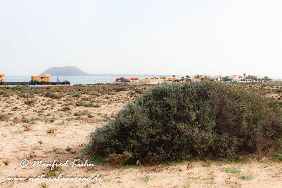 Fuerteventura (Spanien)_0067