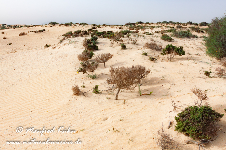 Fuerteventura (Spanien)_0069