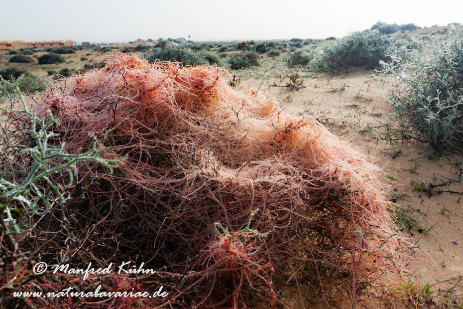 Fuerteventura (Spanien)_0071