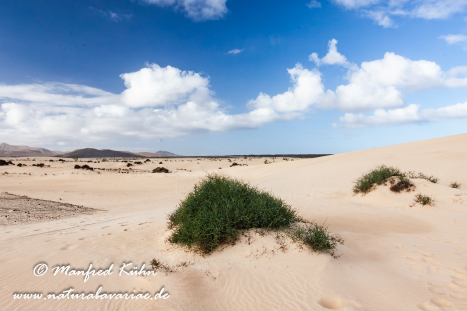 Fuerteventura (Spanien)_0073