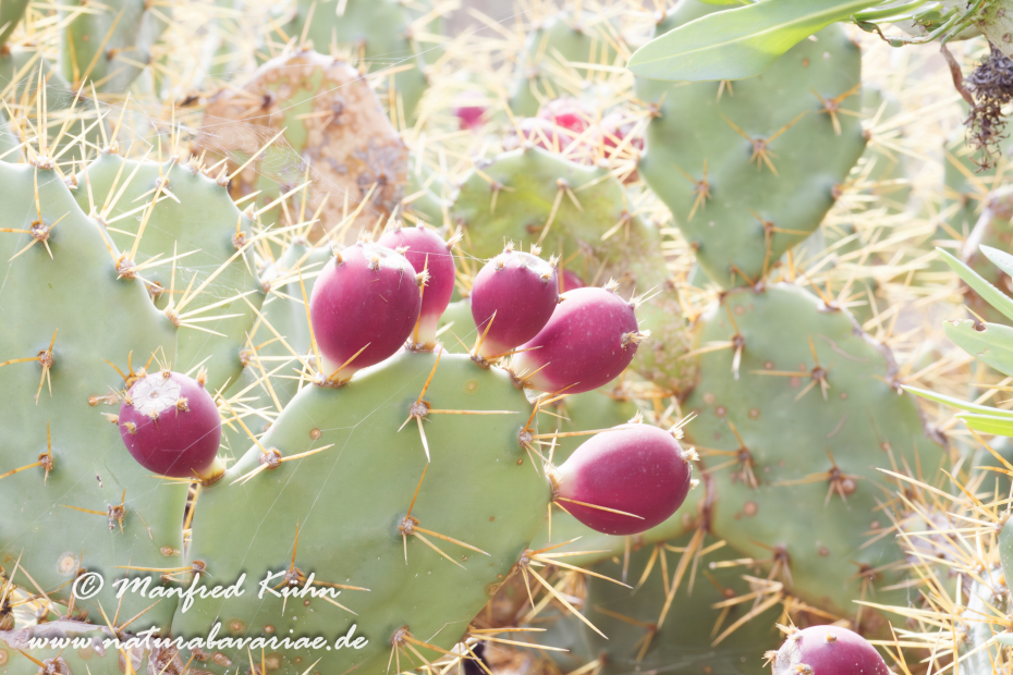 Fuerteventura (Spanien)_0107