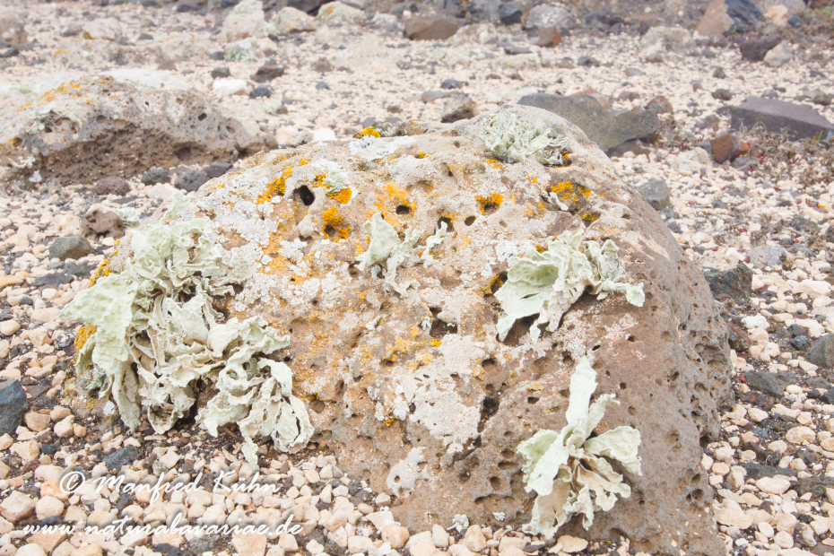 Fuerteventura (Spanien)_0125