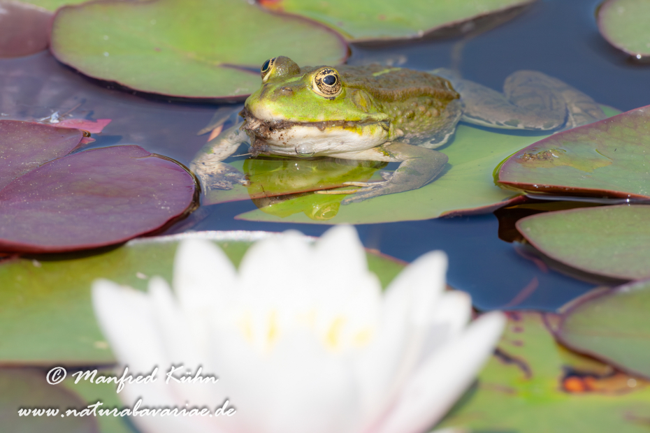 Seefrosch ()_0007