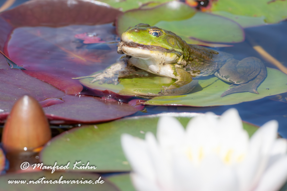 Seefrosch ()_0020