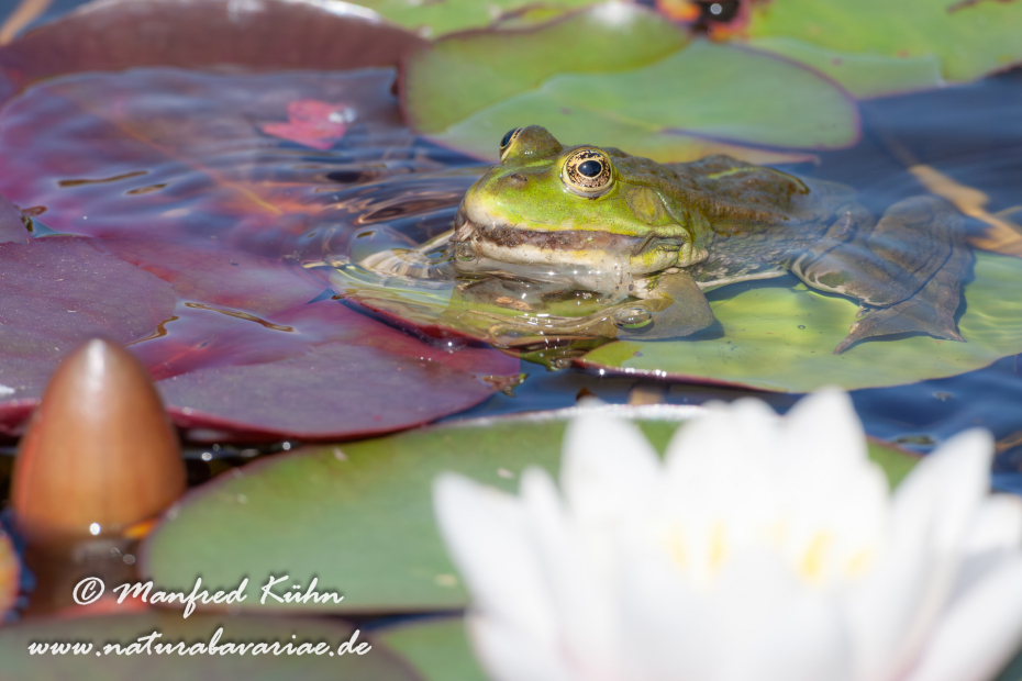 Seefrosch ()_0023