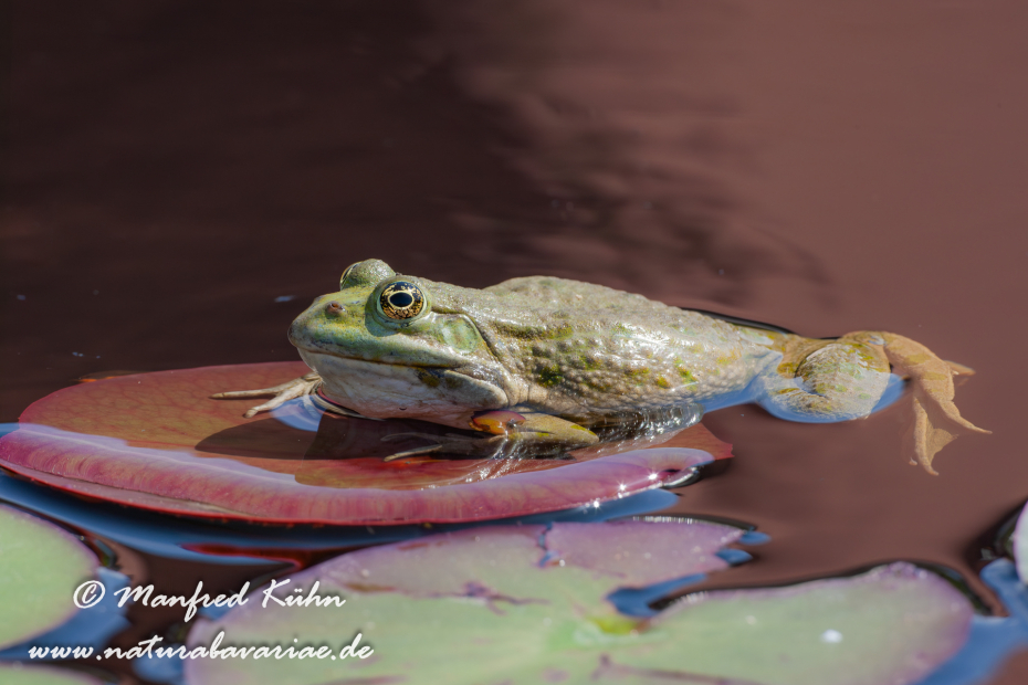 Seefrosch ()_0026
