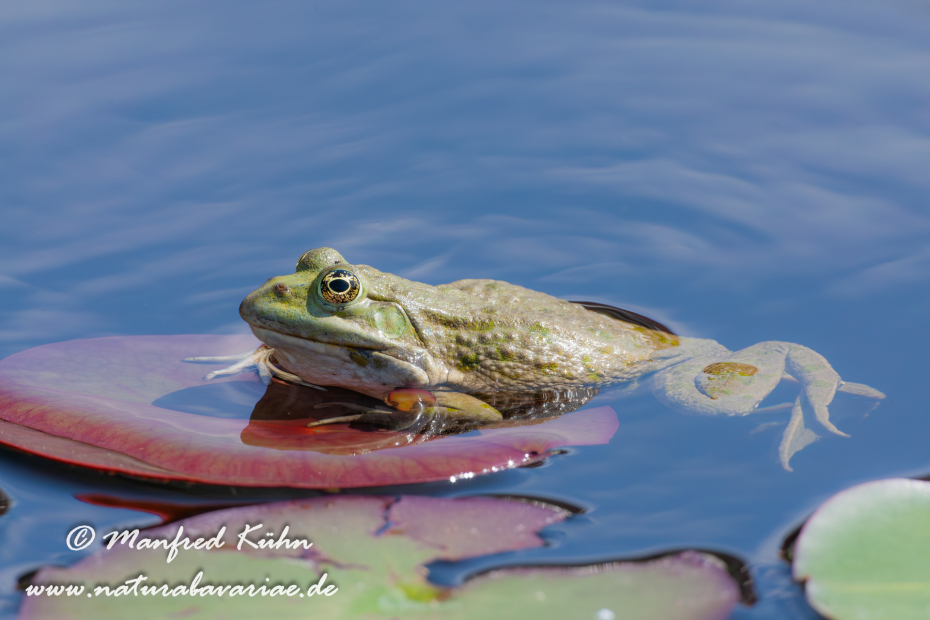 Seefrosch ()_0028