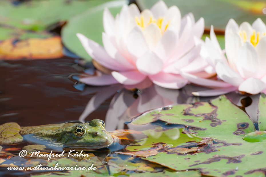 Seefrosch ()_0029