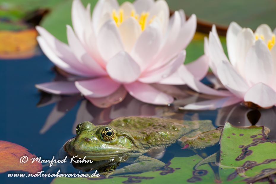 Seefrosch ()_0034