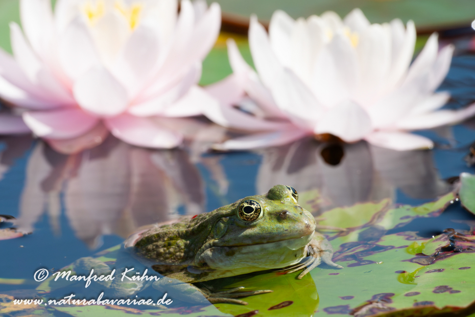 Seefrosch ()_0036