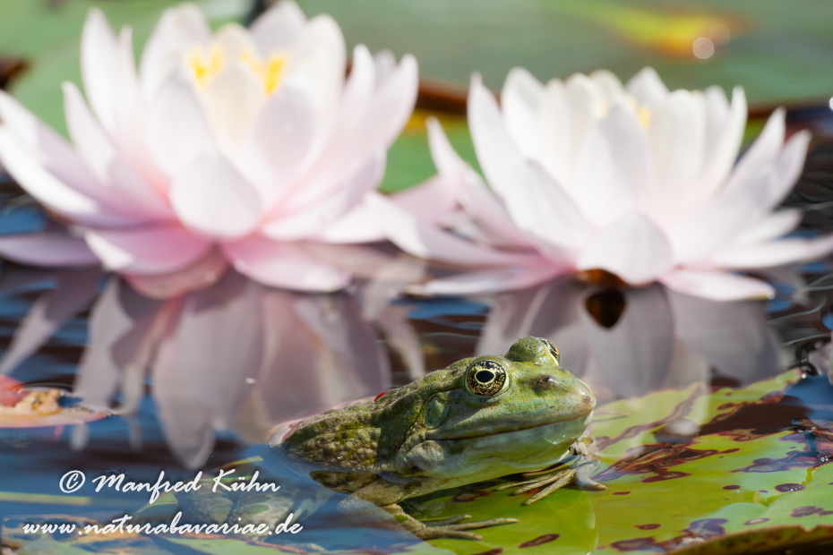 Seefrosch ()_0039