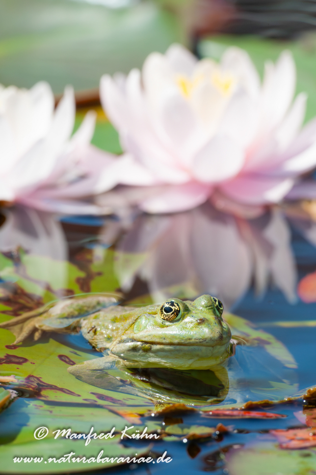 Seefrosch ()_0041