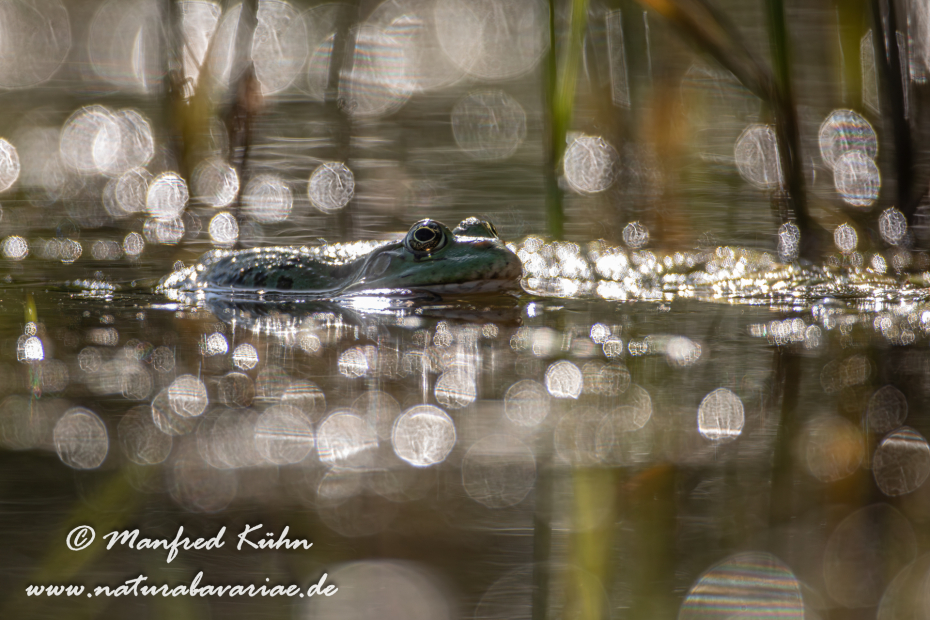 Seefrosch ()_0053