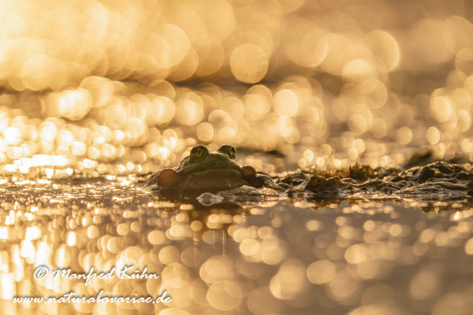Seefrosch ()_0058
