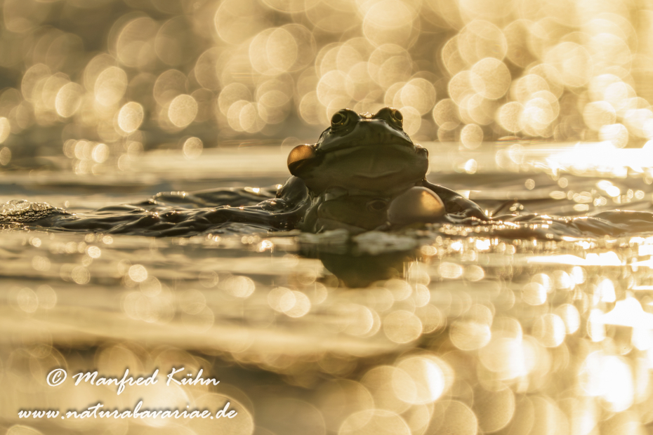 Seefrosch ()_0060