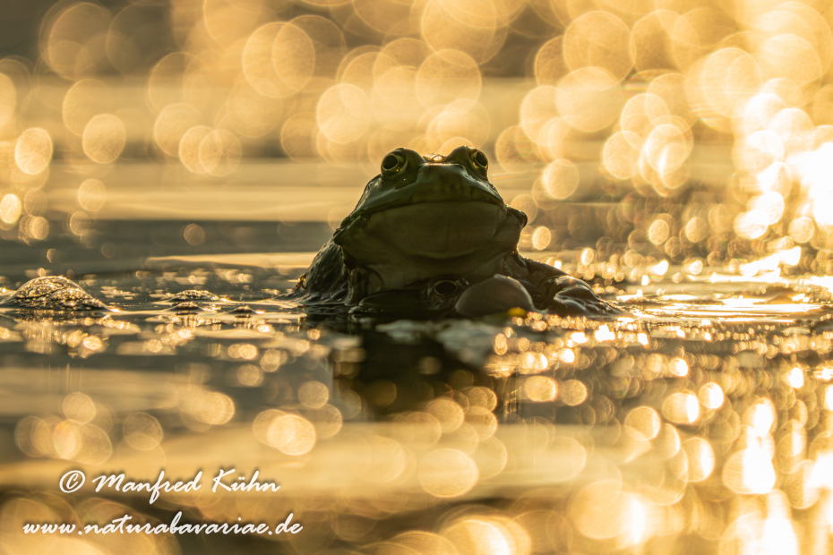 Seefrosch ()_0062
