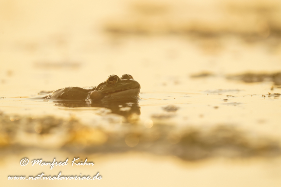 Seefrosch ()_0064
