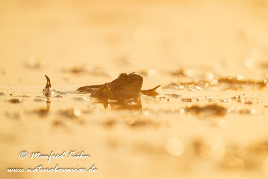 Seefrosch ()_0065